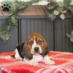 Sophie, Basset Hound Puppy